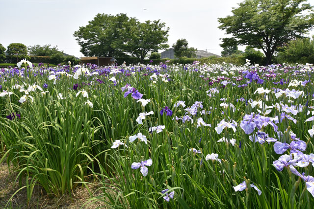 大和花しょうぶ園047