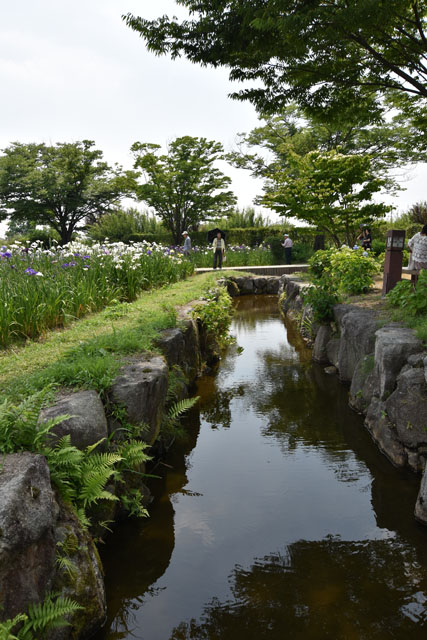 大和花しょうぶ園048