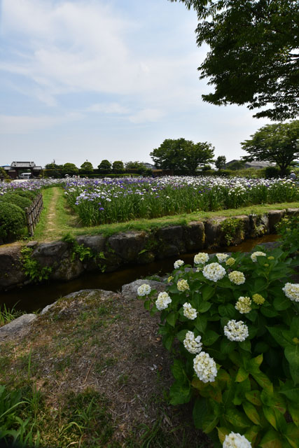 大和花しょうぶ園049