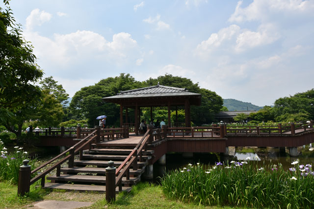 大和花しょうぶ園050