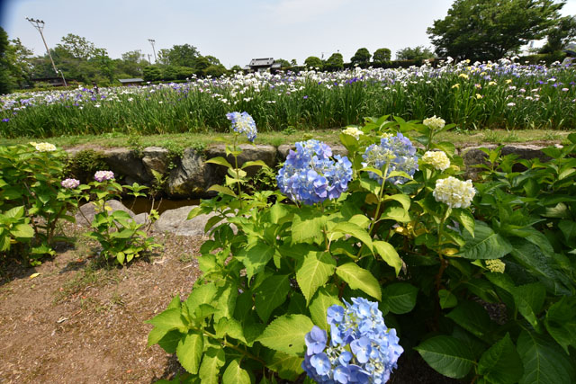 大和花しょうぶ園053