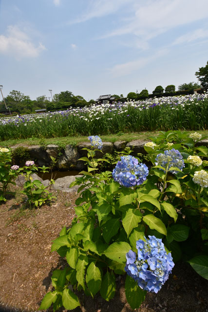 大和花しょうぶ園054