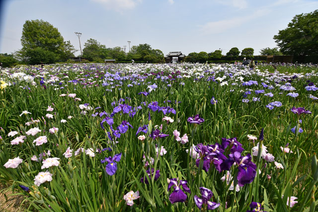 大和花しょうぶ園056