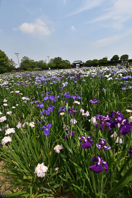 大和花しょうぶ園057