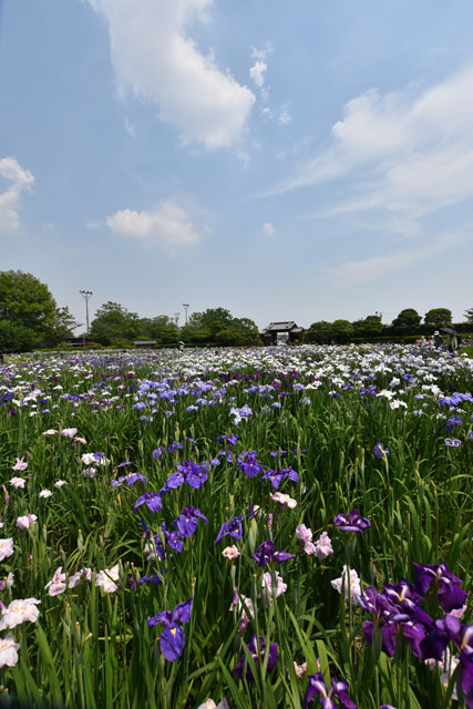 大和花しょうぶ園058