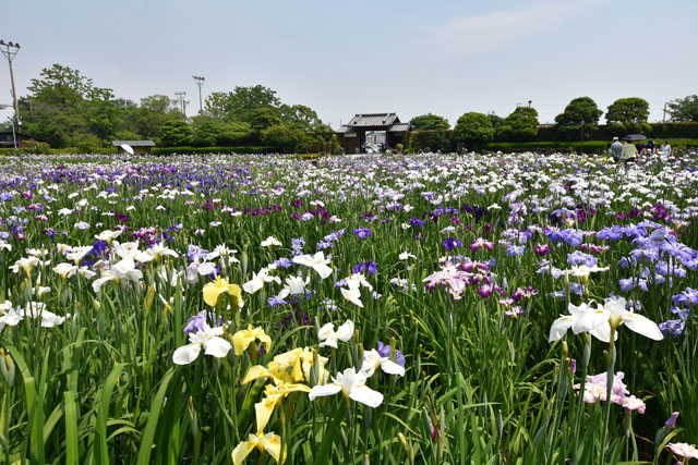 大和花しょうぶ園062