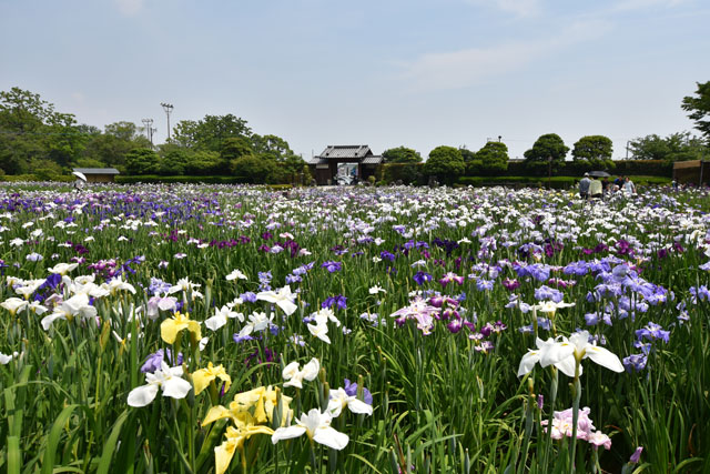 大和花しょうぶ園063