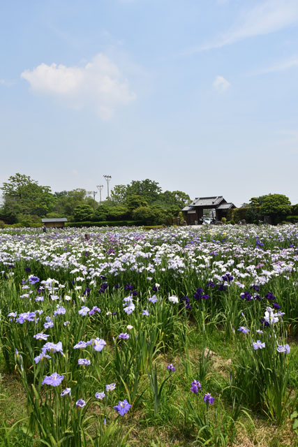 大和花しょうぶ園064