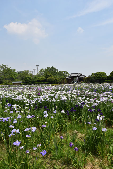 大和花しょうぶ園065