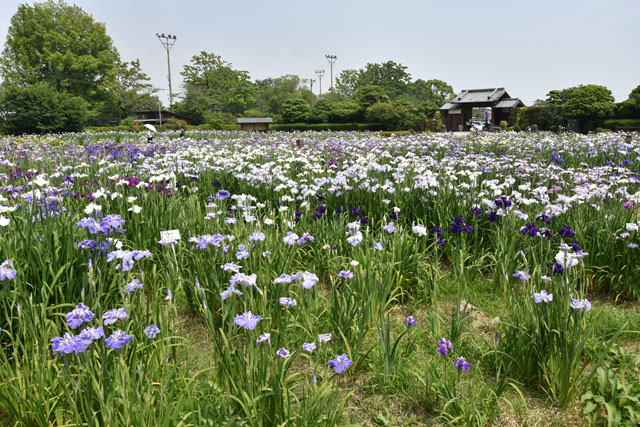 大和花しょうぶ園066