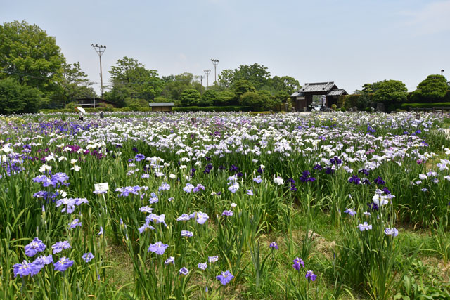 大和花しょうぶ園067