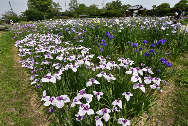 大和花しょうぶ園070