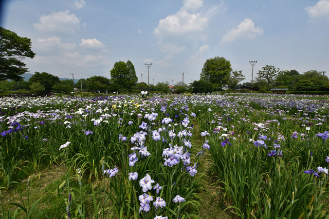 大和花しょうぶ園072