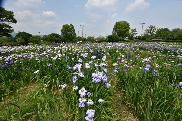 大和花しょうぶ園073