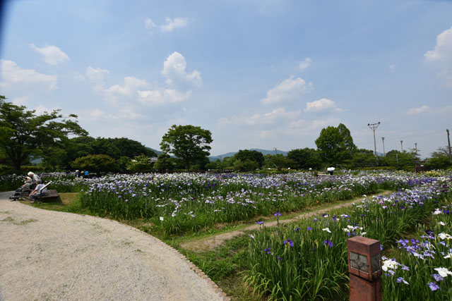 大和花しょうぶ園074