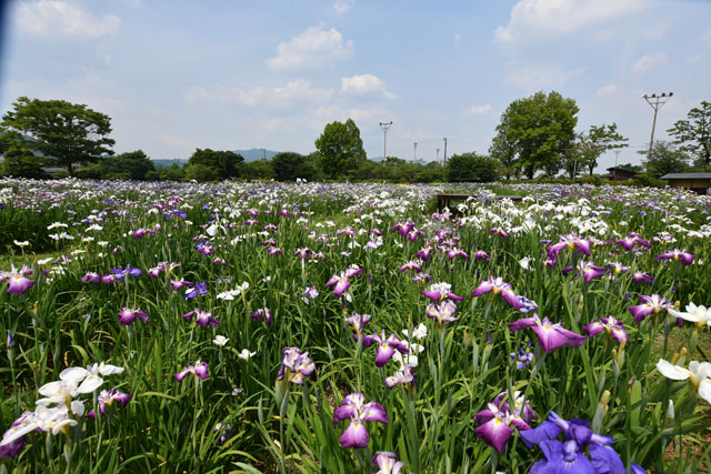 大和花しょうぶ園076