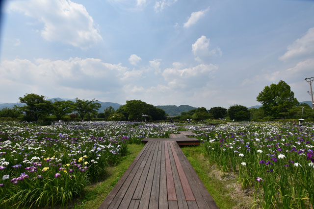 大和花しょうぶ園077