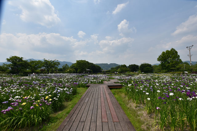 大和花しょうぶ園078