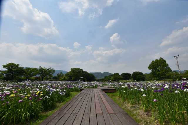 大和花しょうぶ園079