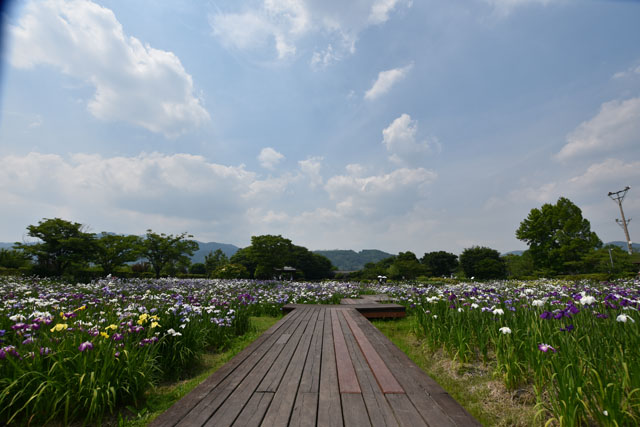 大和花しょうぶ園080