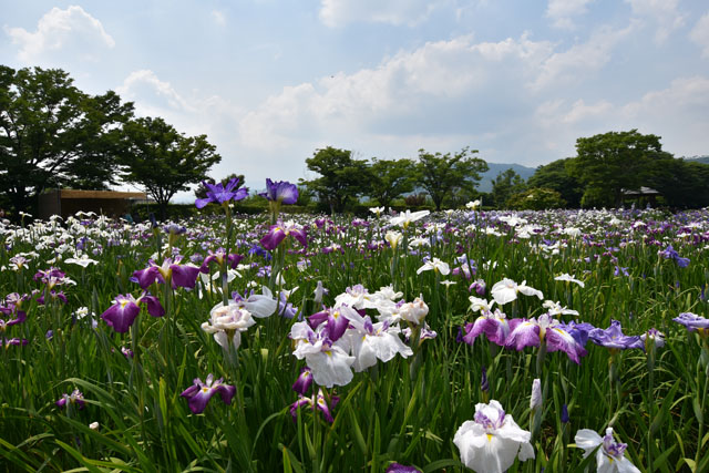 大和花しょうぶ園082