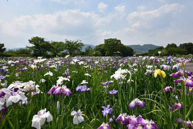 大和花しょうぶ園083