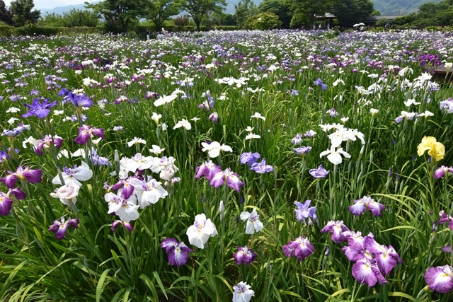 大和花しょうぶ園084