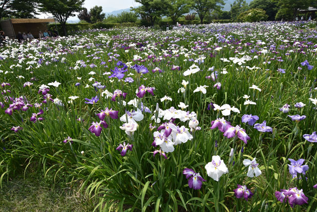 大和花しょうぶ園085