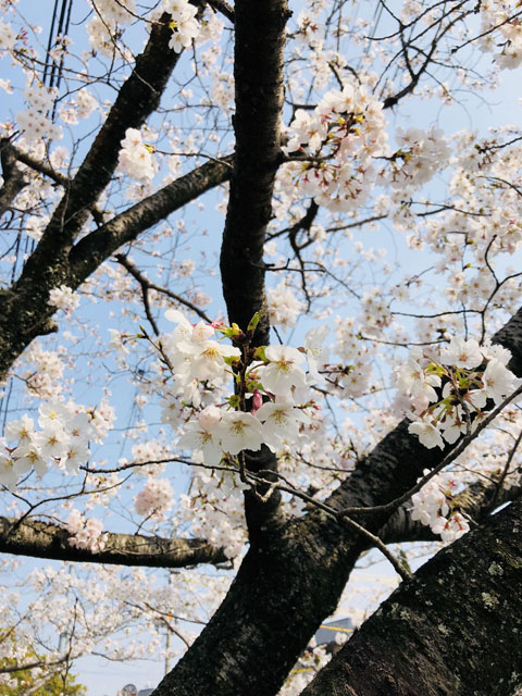 多布施川005
