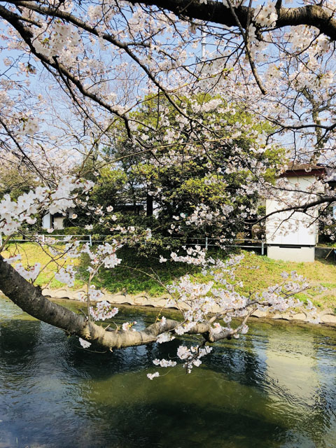 多布施川006
