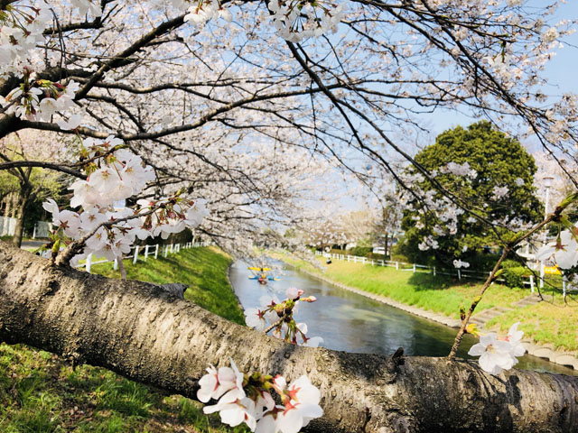 多布施川008