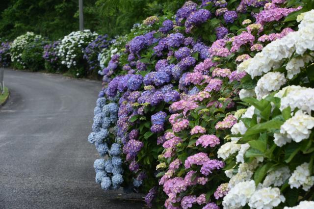 古湯山なか紫陽花の道001