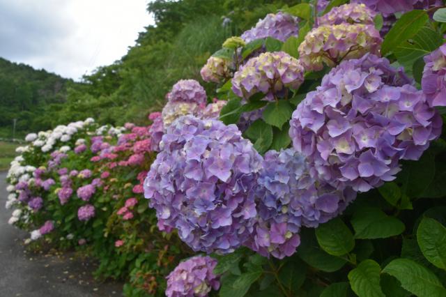 古湯山なか紫陽花の道003