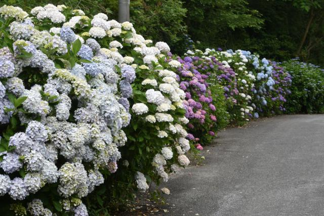 古湯山なか紫陽花の道004