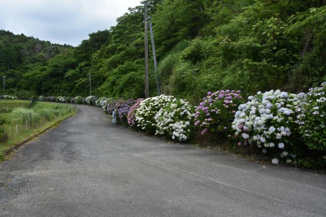 古湯山なか紫陽花の道006