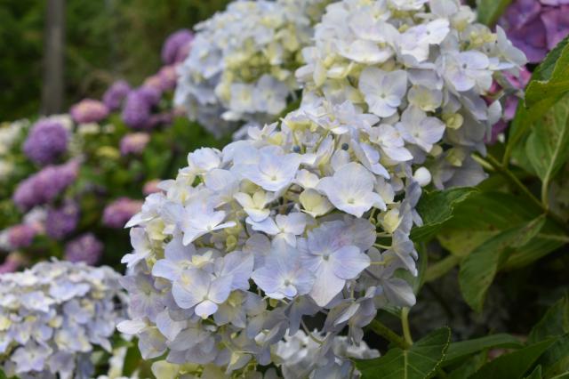 古湯山なか紫陽花の道007