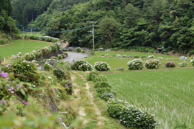 古湯山なか紫陽花の道008