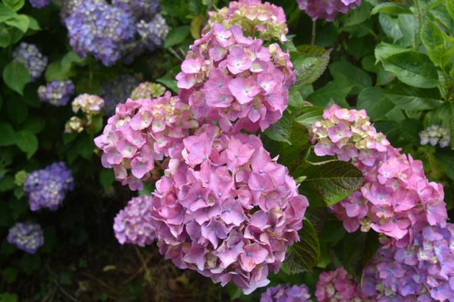 古湯山なか紫陽花の道009