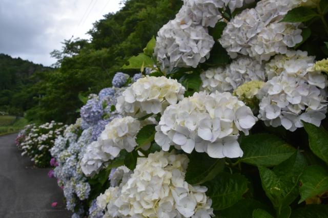 古湯山なか紫陽花の道010