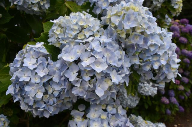 古湯山なか紫陽花の道011