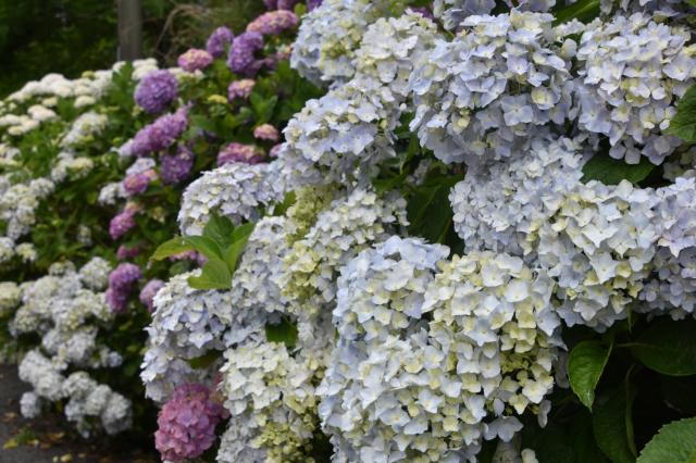 古湯山なか紫陽花の道012