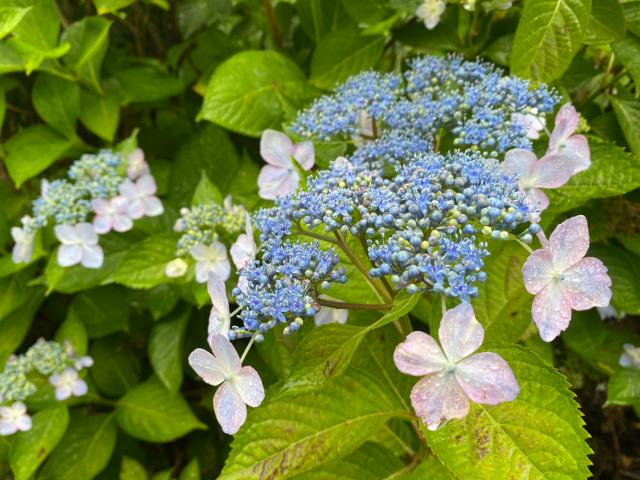 古湯山なか紫陽花の道015