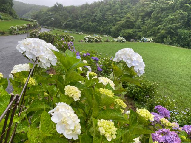 古湯山なか紫陽花の道017