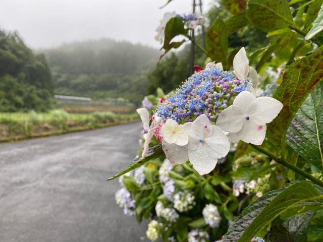 古湯山なか紫陽花の道018