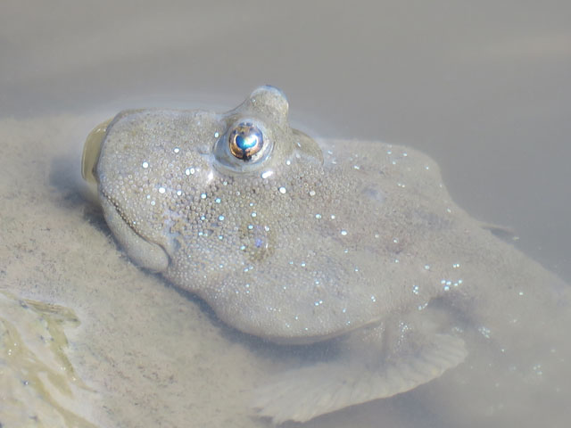 干潟の生き物013