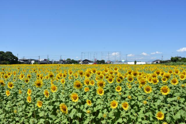 ひょうたん島公園（ひまわり）002