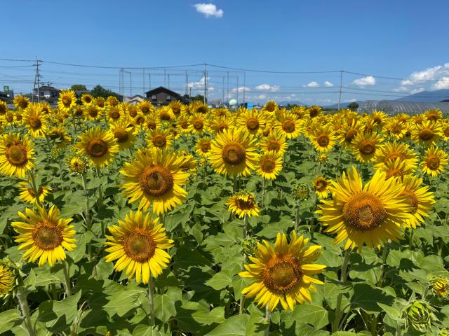 ひょうたん島公園（ひまわり）005