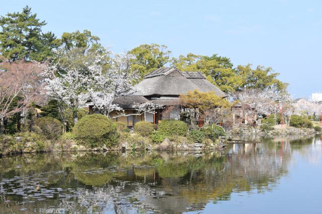 神野公園（桜）001