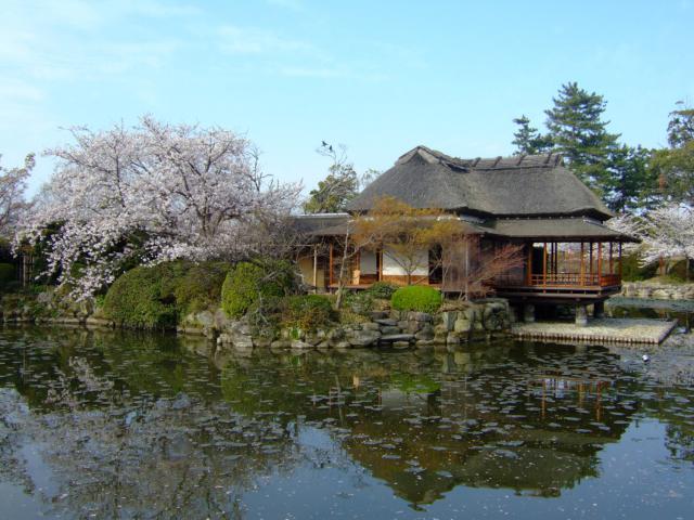 神野公園（桜）002