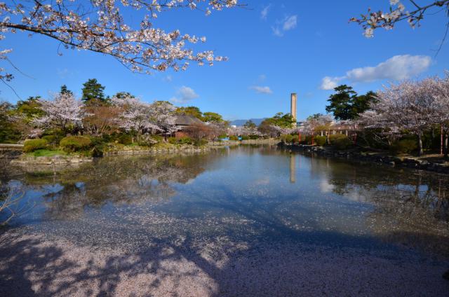 神野公園（桜）004